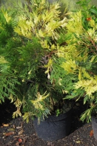 calocedrus decurrens aureovariegata 4